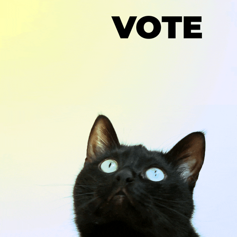 Un gato negro con ojos azules viendo el texto flotante que dice vote